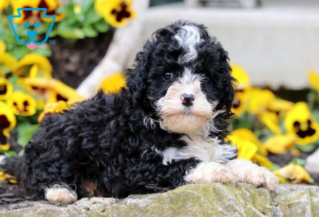 Oreo Mini Poodle2 image