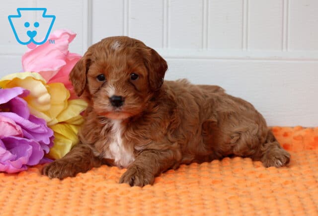 Patch Cockapoo2 image