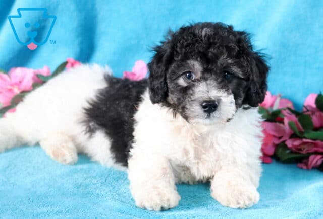 Black and white Bichpoo puppy laying down, gazing at the camera. image