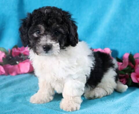 Curly-haired black and white Bichpoo puppy sitting down, looking cute as can be.
