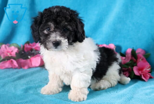 Curly-haired black and white Bichpoo puppy sitting down, looking cute as can be. image