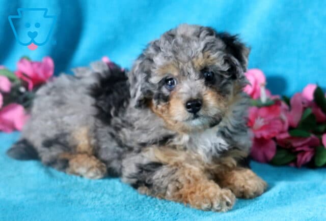 Fluffy Bichpoo puppy l aying down on a blue blanket. image