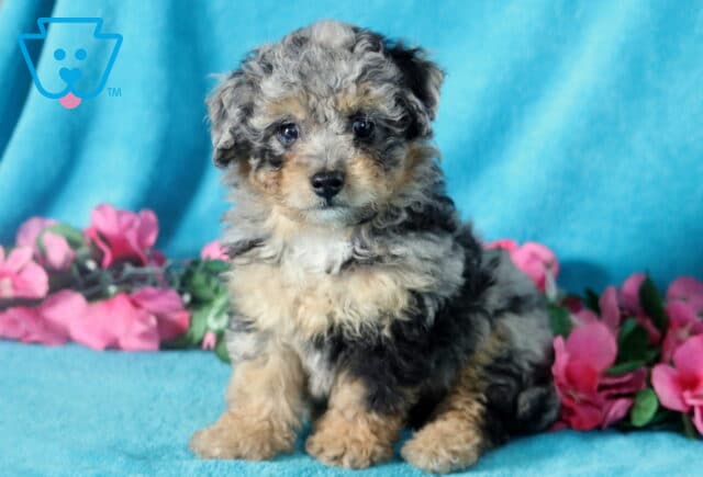 Fluffy Bichpoo puppy sitting pretty. image
