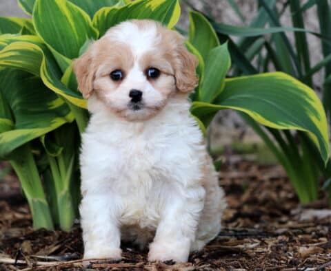 Peach Cavachon