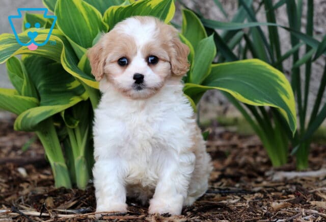 Peach Cavachon image