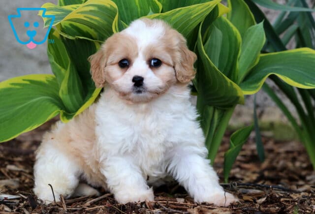 Peach Cavachon2 image