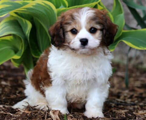 Peanut Cavachon