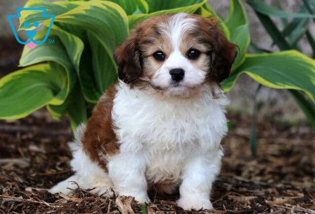 Peanut Cavachon image