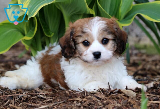 Peanut Cavachon2 image