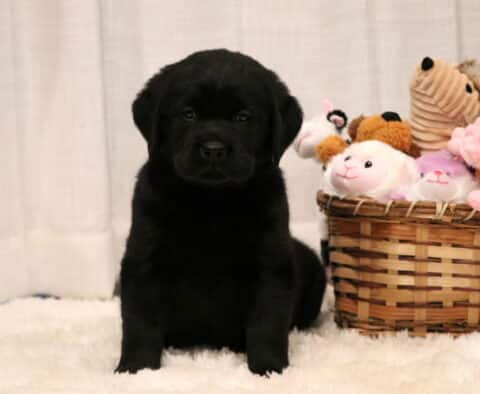 Peggy Lab