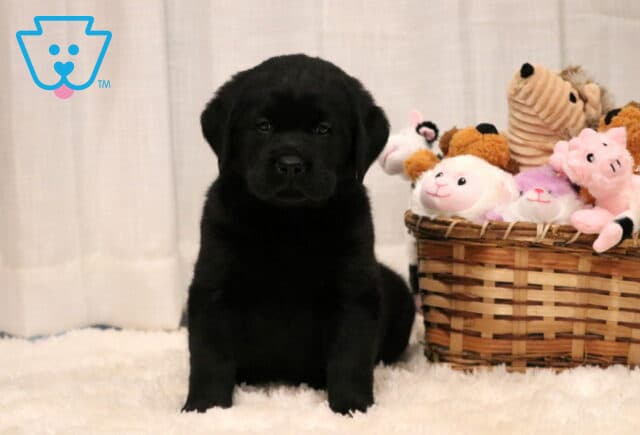 Peggy Lab image