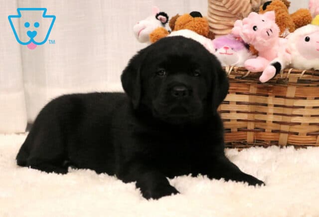 Peggy Lab2 image