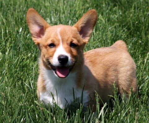 Happy red and white Welsh Corgi puppy stands in tall green grass, facing the camera with ears up and mouth open in a playful expression.