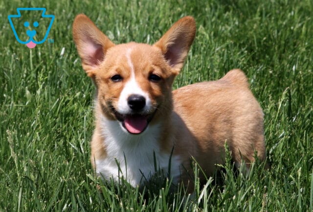 Happy red and white Welsh Corgi puppy stands in tall green grass, facing the camera with ears up and mouth open in a playful expression. image
