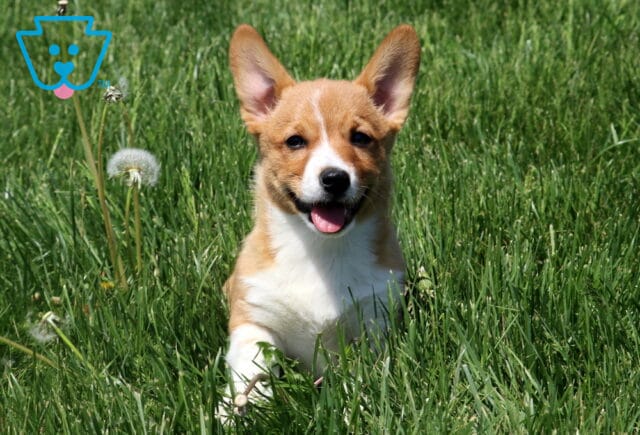 Smiling red and white Welsh Corgi puppy sits in a grassy yard near blooming dandelions, looking directly at the camera with ears perked up. image