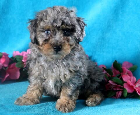 Cheerful blue merle Bichpoo puppy perched on a blanket and gazing up with an alert expression.