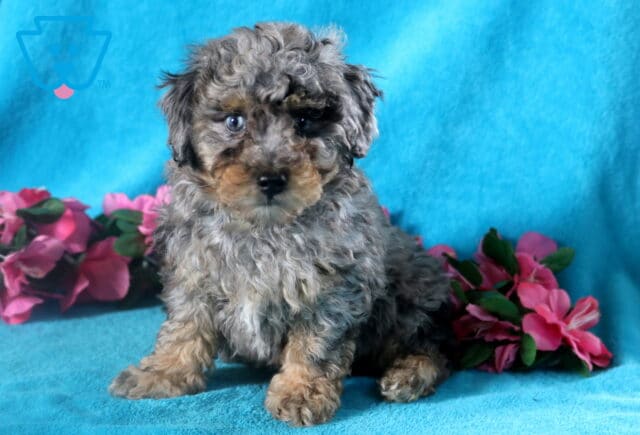 Cheerful blue merle Bichpoo puppy perched on a blanket and gazing up with an alert expression. image