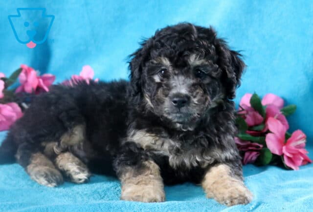 Adorable Black and Tan Bichpoo puppy laying on a blue cozy blanket. image