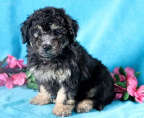 Playful black and tan Bichpoo puppy with soft fur, sitting on a blue blanket.