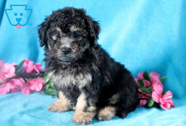 Playful black and tan Bichpoo puppy with soft fur, sitting on a blue blanket. image