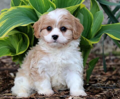 Porsha Cavachon