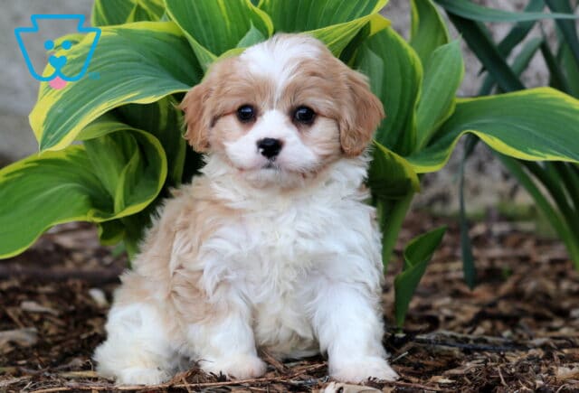Porsha Cavachon image
