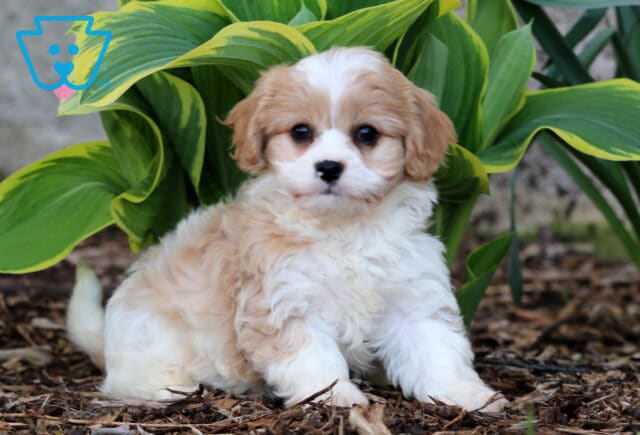 Porsha Cavachon2 image