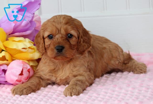 Porsha Cockapoo2 image