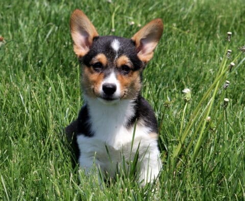 Tri-color Welsh Corgi puppy with perky ears and a serious expression sits in tall green grass with small white buds nearby.