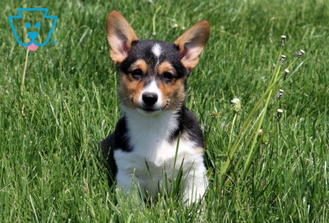 Tri-color Welsh Corgi puppy with perky ears and a serious expression sits in tall green grass with small white buds nearby. image