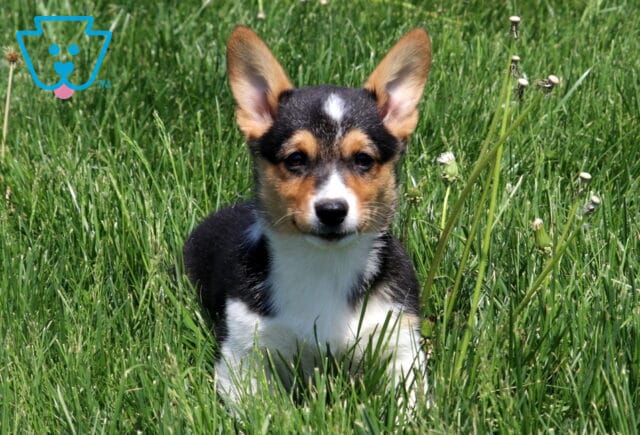 Alert tri-color Welsh Corgi puppy with tall ears sits in a grassy field dotted with small white flowers, looking calmly at the camera. image