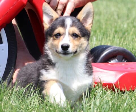 Tri-color Welsh Corgi puppy with upright ears sits on green grass beside a red plastic toy and a hand gently touching its back.