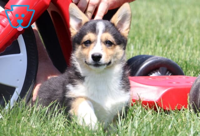 Tri-color Welsh Corgi puppy with upright ears sits on green grass beside a red plastic toy and a hand gently touching its back. image