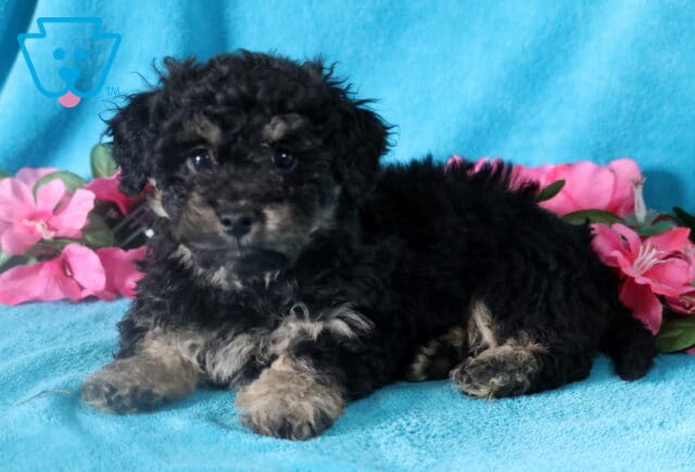 Adorable black and tan Bichpoo puppy with curly fur, laying down and looking at the camera. image