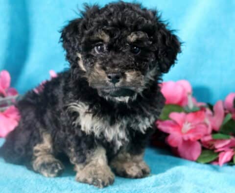 Black and tan Bichpoo puppy sitting on a blanket, looking alert.