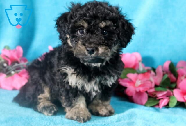 Black and tan Bichpoo puppy sitting on a blanket, looking alert. image