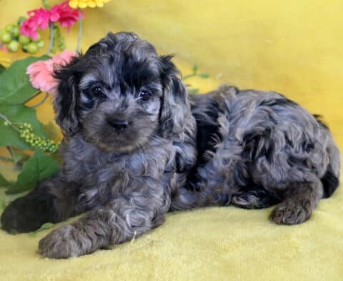 Curly-haired merle Cockapoo puppy lying on a yellow blanket, surrounded by artificial greenery and pink and yellow flowers in the background.