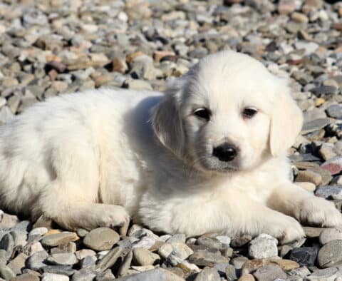 Rainbow Golden