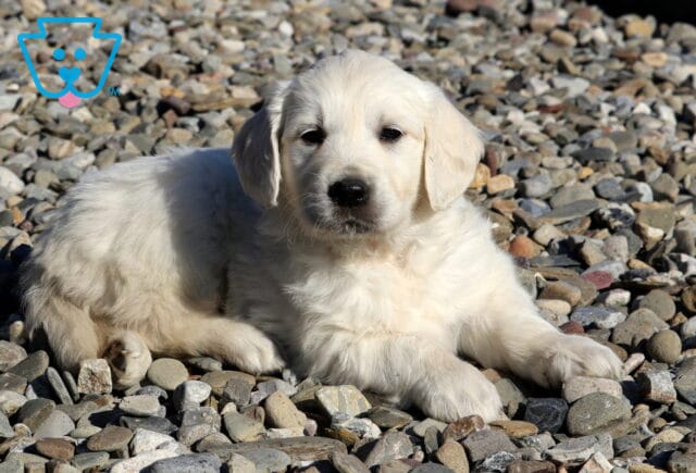 Reese Golden image