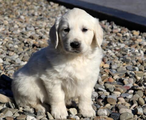Reese Golden2