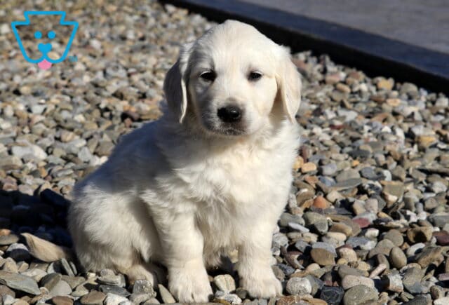 Reese Golden2 image