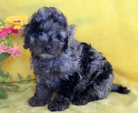 Dark gray merle Cockapoo puppy sitting upright on a yellow blanket, with colorful flowers and green foliage in the background.