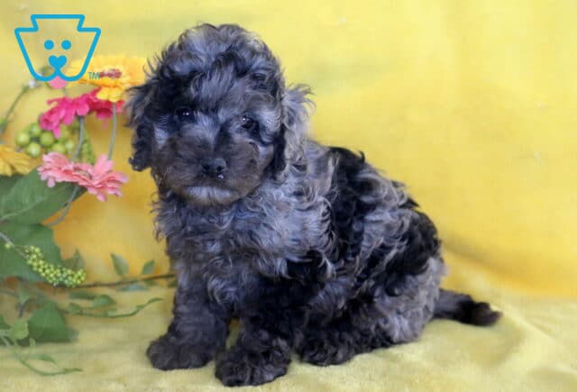 Dark gray merle Cockapoo puppy sitting upright on a yellow blanket, with colorful flowers and green foliage in the background. image