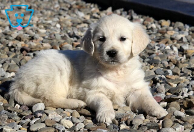 Rosie Golden image
