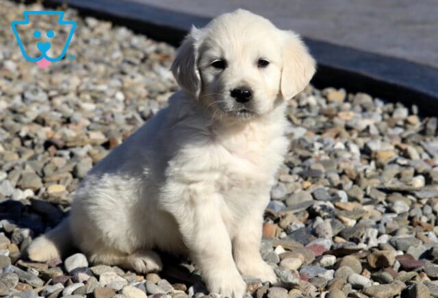 Rosie Golden2 image