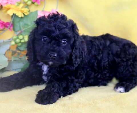 Black Cockapoo puppy with a small white patch on its chest lying on a yellow blanket in front of colorful artificial flowers and green leaves.