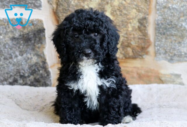 A black Mini Bernedoodle puppy with tight curls and a white chest patch sits upright on a light blanket, posed against a background of larg, rough stone bricks. image
