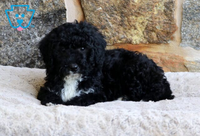 A curly black Mini Bernedoodle puppy with a white patch on its chest lies down on a plush beige blanket, resting in front of a multicolored stone wall. image