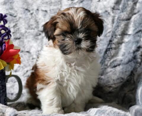 Sammy SHih Tzu