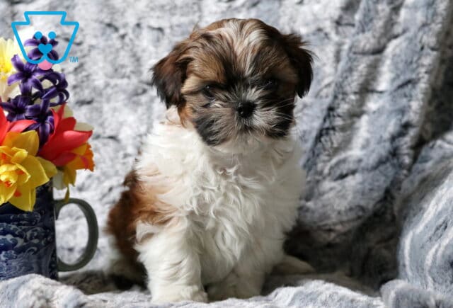 Sammy SHih Tzu image